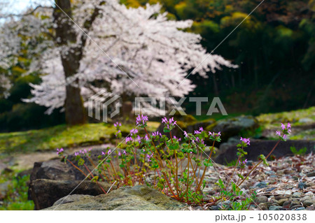 満開の桜とホトケノザが咲く、朝倉氏遺跡西山光照寺跡 105020838