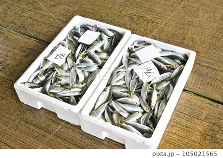 【漁港で水揚げされた魚】 【漁港で水揚げされた魚】 105021565