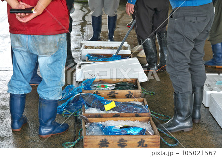 【漁港で水揚げされた魚のセリ】 【漁港で水揚げされた魚のセリ】 105021567