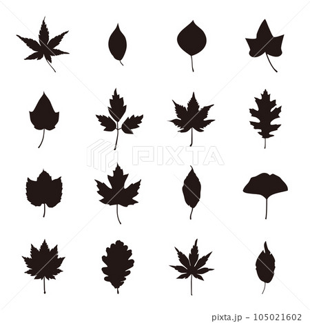 秋の葉　紅葉 105021602