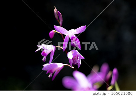 陽光とシランの花 105021606