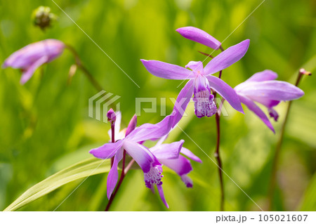 陽光とシランの花 105021607