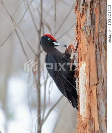 餌探しに忙しいクマゲラ 105021612