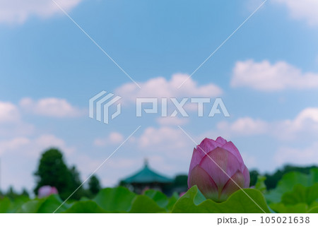 上野公園の不忍池に咲くハスの花 105021638