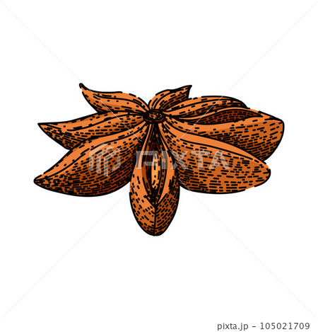 dry anise star sketch hand drawn vector 105021709