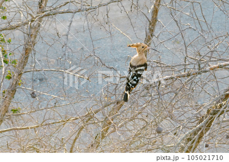 Eurasian Hoopoe or Common hoopoe (Upupa epops) ,Chiang Mai Thailand.. Eurasian Hoopoe or Common hoopoe (Upupa epops) ,Chiang Mai Thailand.. 105021710