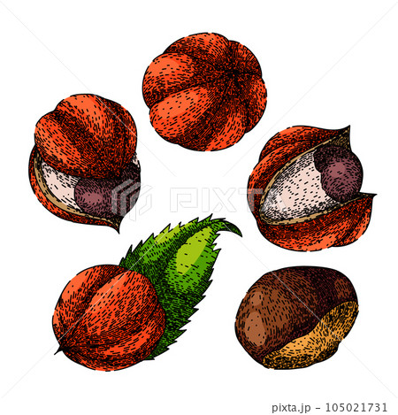 guarana fruit set sketch hand drawn vector 105021731