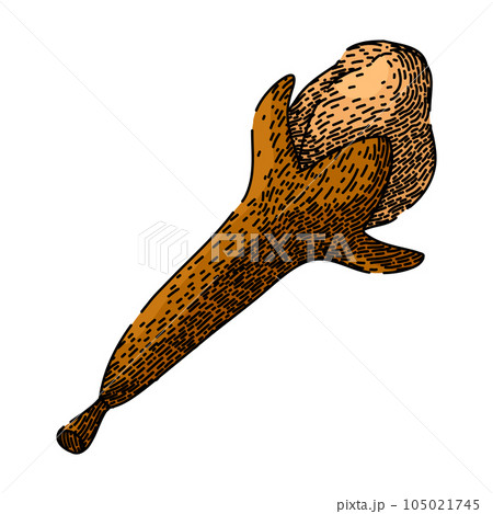 aroma clove spice sketch hand drawn vector aroma clove spice sketch hand drawn vector 105021745