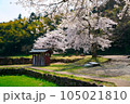桜が満開の朝倉氏遺跡西山光照寺跡 105021810