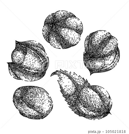 guarana fruit set sketch hand drawn vector guarana fruit set sketch hand drawn vector 105021818