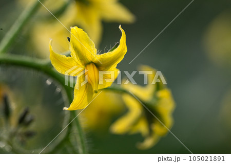 トマトの花のクローズアップ 105021891