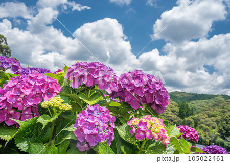 空の下の赤紫のアジサイの花 105022461