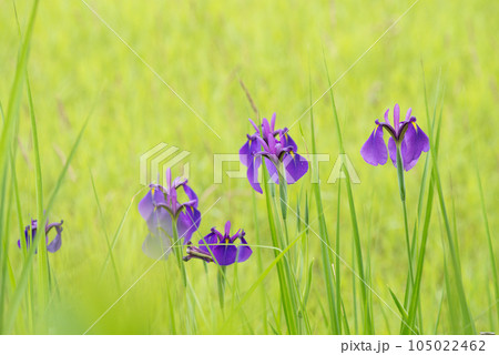 三日月池のノハナショウブの花 105022462