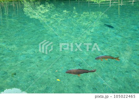 竹中池の鯉 105022465