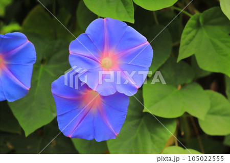 満開の朝顔（アサガオ） 105022555