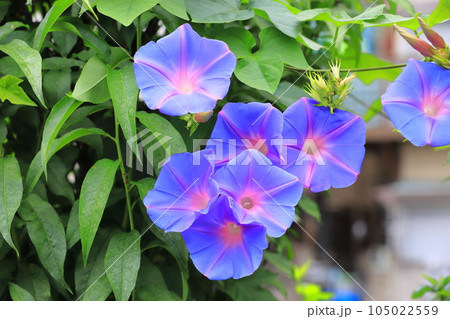 満開の朝顔(アサガオ) 満開の朝顔(アサガオ) 105022559