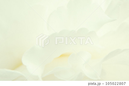 背景素材　花びらの美しいウエーブイメージ 105022807