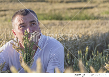 A man harvests a grain crop and walks carefree and fun in a field with wheat. A man harvests a grain crop and walks carefree and fun in a field with wheat. 105023002