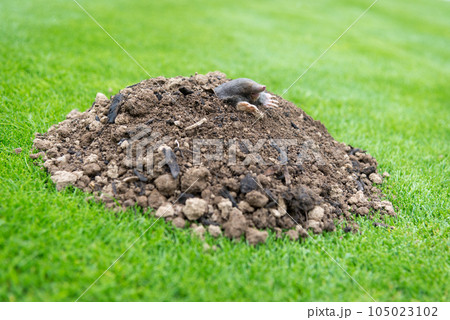 European mole crawling out of molehill above ground, showing strong front feet used for digging underground tunnels 105023102