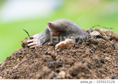 Mole, Talpa europaea, crawling out of brown molehill, green grass in background. Animal from garden. Mole, Talpa europaea, crawling out of brown molehill, green grass in background. Animal from garden. 105023126