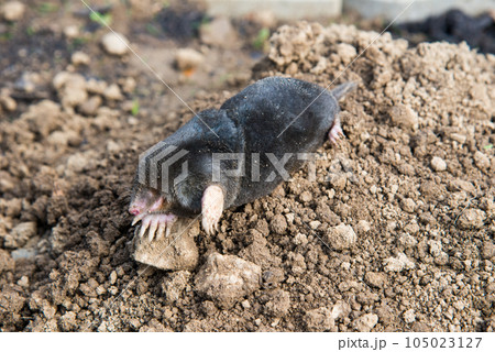 European mole caught by a trap while crawling out of the tunnel European mole caught by a trap while crawling out of the tunnel 105023127