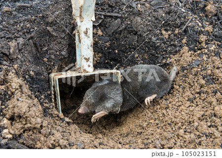 Mole trapped in front of the tunnel inside iron trap Mole trapped in front of the tunnel inside iron trap 105023151