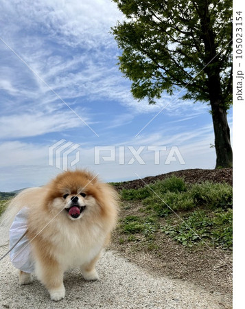 大空を背景にカメラ目線で、笑顔のもふもふポメラニアン 大空を背景にカメラ目線で、笑顔のもふもふポメラニアン 105023154