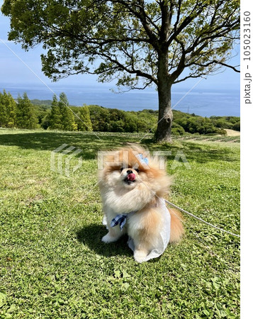 公園の木の前でお座りする、もふもふポメラニアン 105023160