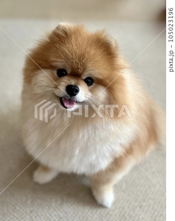 上向き目線で、お座りしてほほ笑む、もふもふポメラニアン 上向き目線で、お座りしてほほ笑む、もふもふポメラニアン 105023196