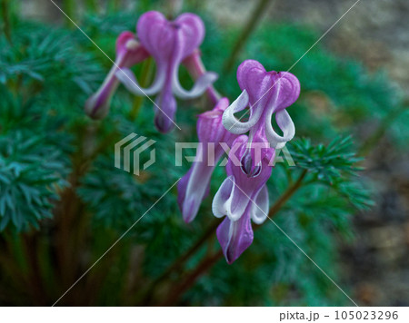 高山植物の女王　ケシ科コマクサの花 105023296