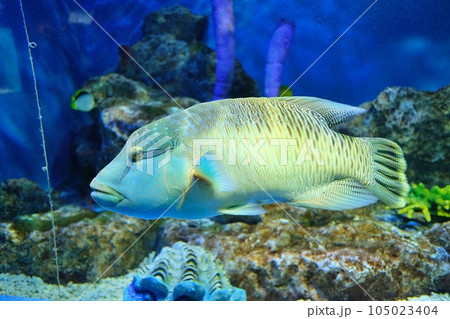 水槽を泳ぐメガネモチノウオ(ナポレオンフィッシュ) 水槽を泳ぐメガネモチノウオ(ナポレオンフィッシュ) 105023404