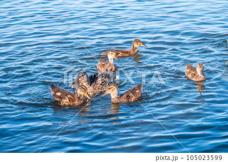 A family of ducks, a duck and its little ducklings are swimming in the water. The duck takes care of its newborn ducklings. Mallard, lat. Anas platyrhynchos A family of ducks, a duck and its little ducklings are swimming in the water. The duck takes care of its newborn ducklings. Mallard, lat. Anas platyrhynchos 105023599