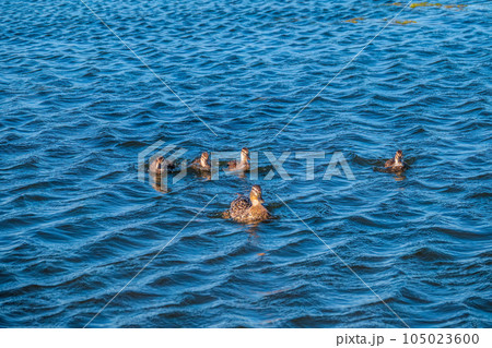 A family of ducks, a duck and its little ducklings are swimming in the water. The duck takes care of its newborn ducklings. Mallard, lat. Anas platyrhynchos A family of ducks, a duck and its little ducklings are swimming in the water. The duck takes care of its newborn ducklings. Mallard, lat. Anas platyrhynchos 105023600