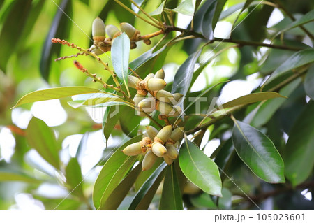 たくさん実ったのマテバシイの実 105023601