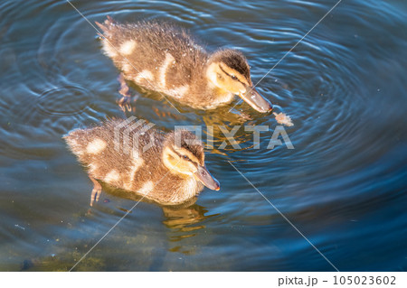Cute little duckling swimming alone in a lake or river with calm water Cute little duckling swimming alone in a lake or river with calm water 105023602