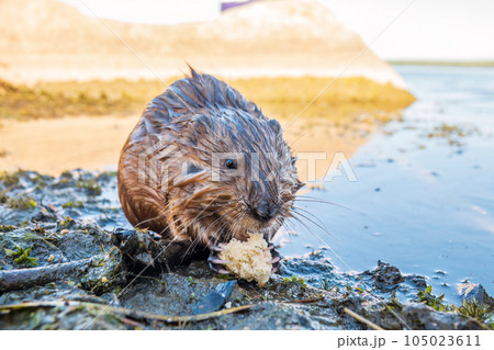 Wild animal Muskrat, Ondatra zibethicuseats, eats on the river bank 105023611