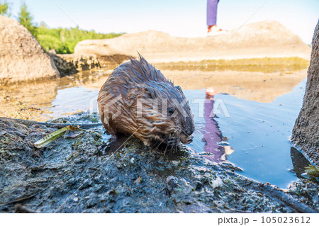 Wild animal Muskrat, Ondatra zibethicuseats, eats on the river bank Wild animal Muskrat, Ondatra zibethicuseats, eats on the river bank 105023612