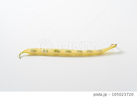 黄いんげんを白背景で 105023720