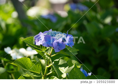 梅雨の晴れ間の紫陽花 梅雨の晴れ間の紫陽花 105023880