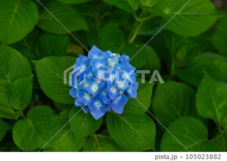 梅雨の晴れ間の紫陽花 梅雨の晴れ間の紫陽花 105023882