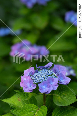 梅雨の晴れ間の紫陽花 梅雨の晴れ間の紫陽花 105023902
