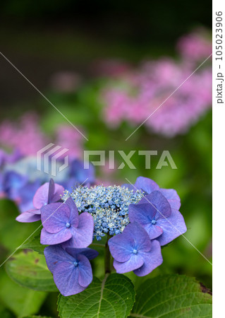 梅雨の晴れ間の紫陽花 105023906