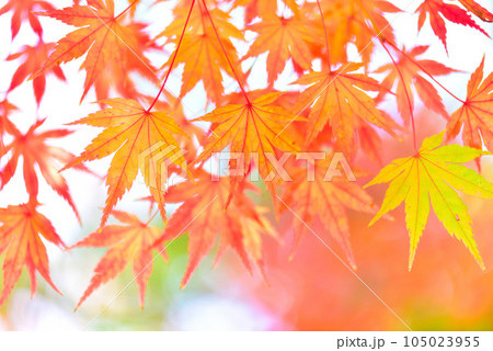 晩秋に色づくモミジ 105023955