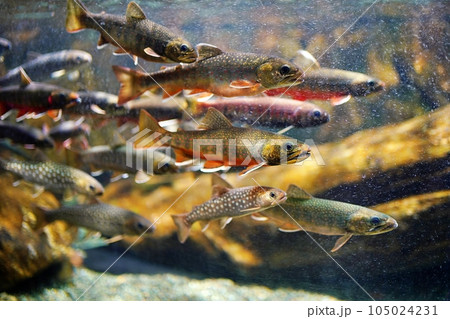 北海道だけに生息する絶滅危惧種「オショロコマ」　（おたる水族館） 105024231