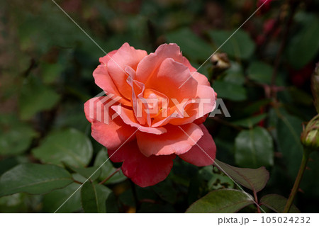 夏に咲いているバラ、カトリーヌドヌーブ 夏に咲いているバラ、カトリーヌドヌーブ 105024232