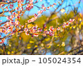 梅の花とメジロ 105024354