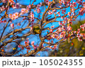 梅の花とメジロ 105024355