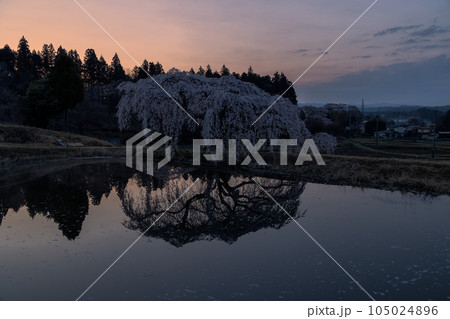 花園　しだれ桜 105024896