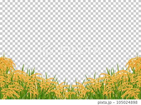 金色秋天成熟的稻穗框架收穫 金色秋天成熟的稻穗框架收穫 105024898