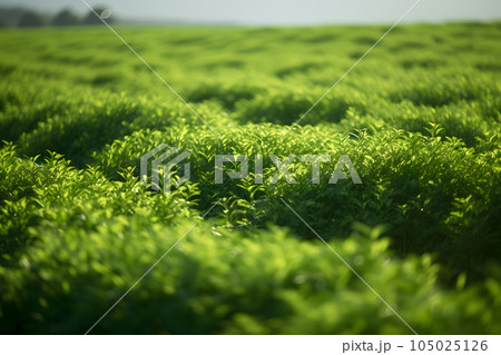 Rows of green crops with selective focus at summer day light, neural network generated image Rows of green crops with selective focus at summer day light, neural network generated image 105025126